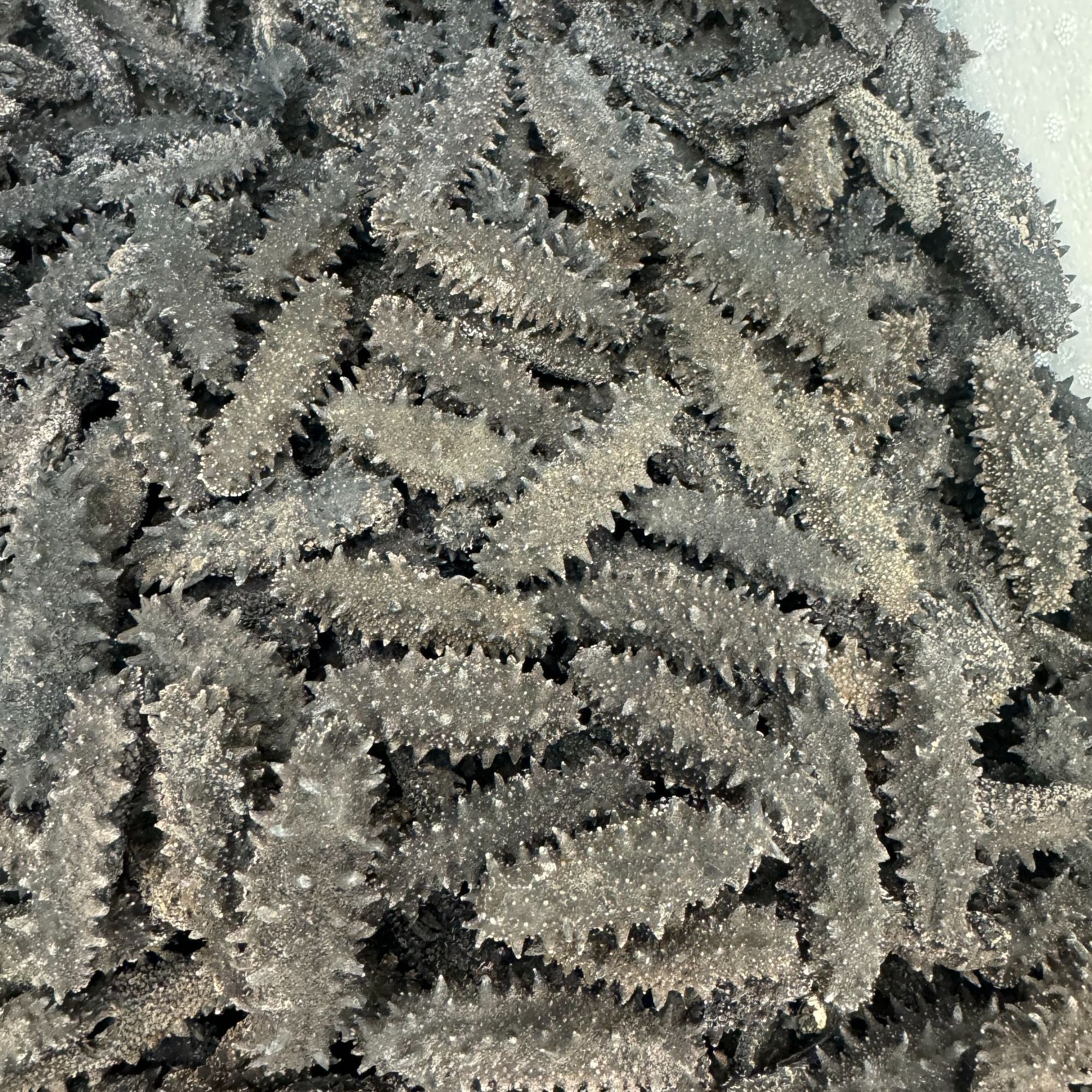 俄罗斯野生海参足干海参200-30头需泡发