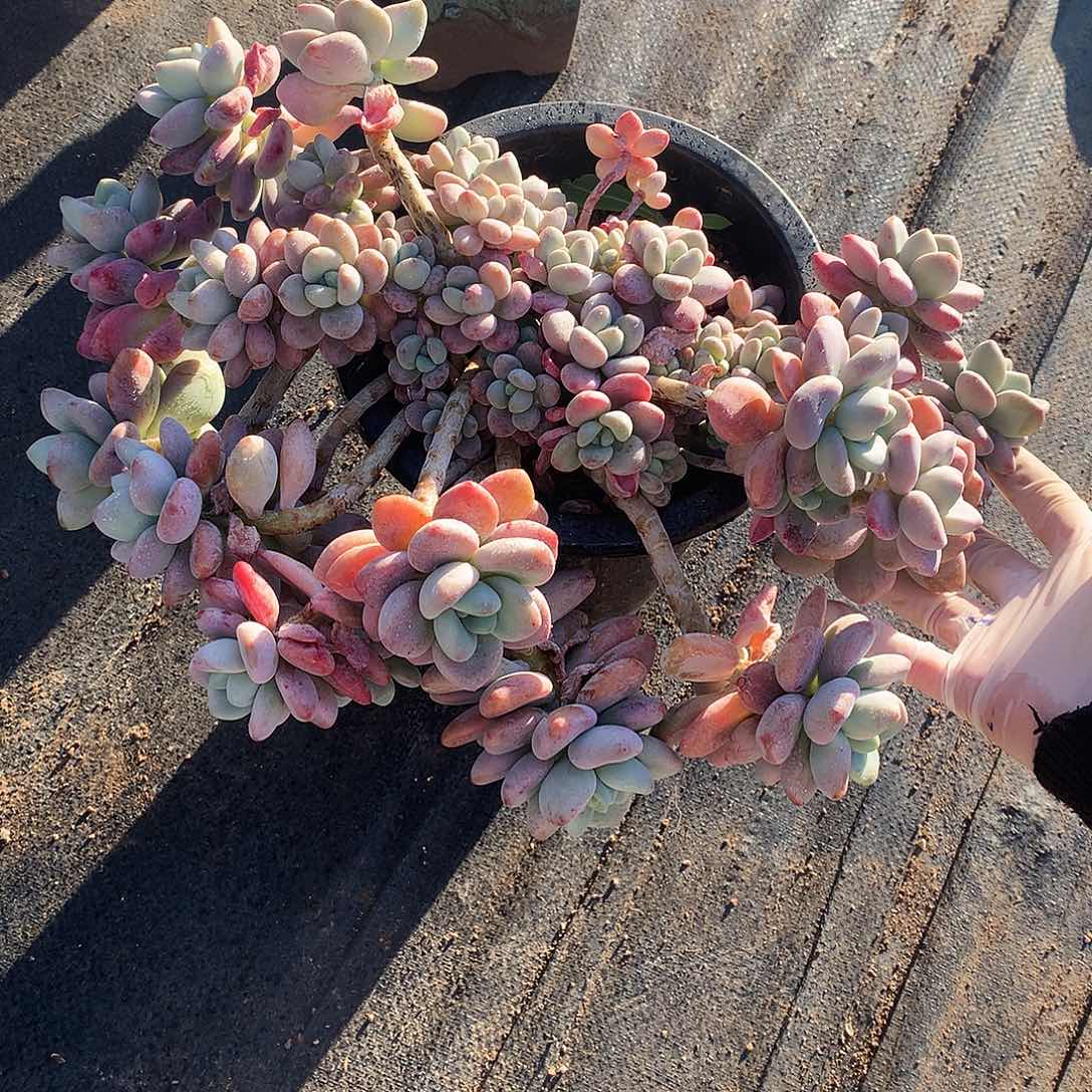 红洛神多肉一物一拍