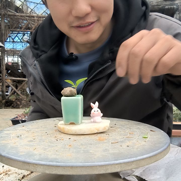l*l小盆景小植物一物一拍96