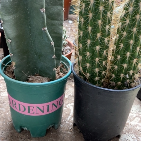 量天尺青柱仙人球30米