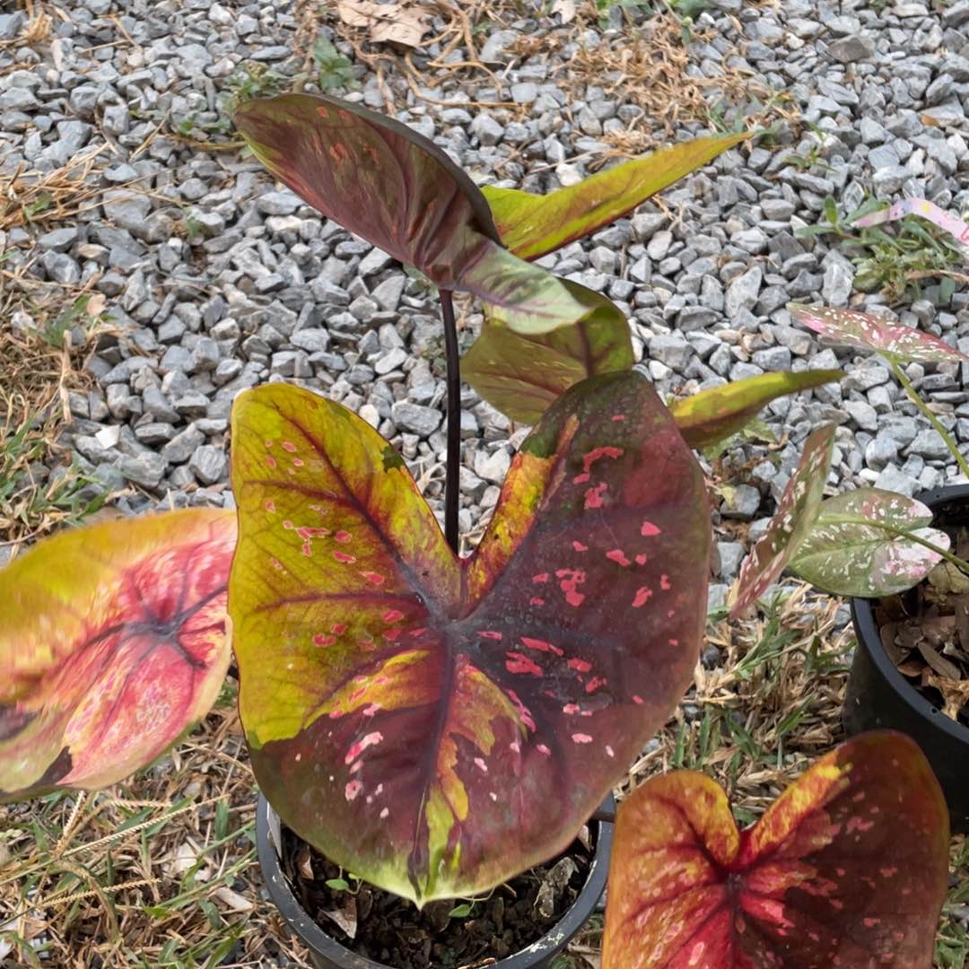 无花朵D292晚安袋装