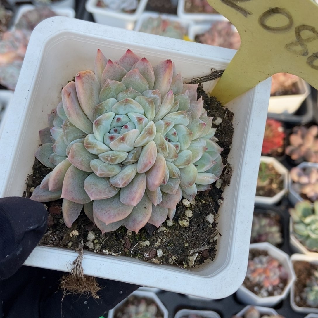 2086冰魄朵朵多肉植物