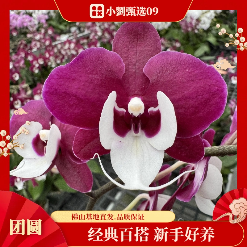 【团圆09】精美蝴蝶兰花卉盆栽佛山基地批发直播次日达