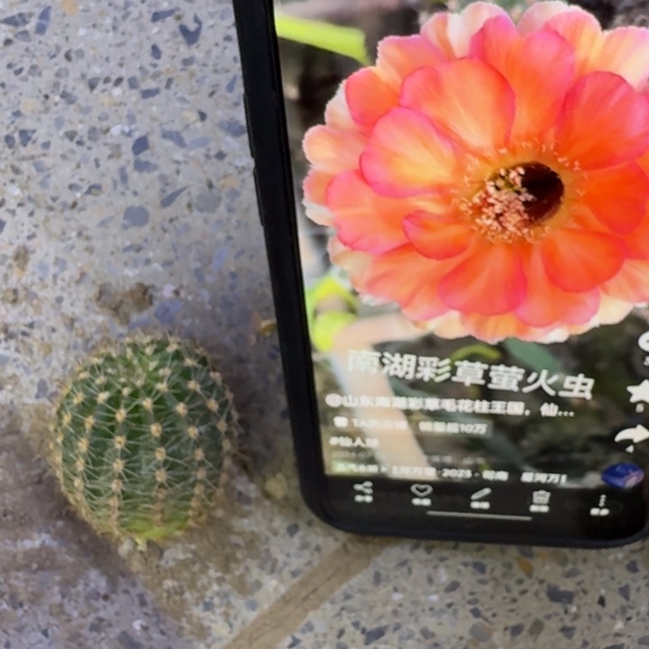 36彩草老萤火虫歪4公分左右无根侧牙，20包邮