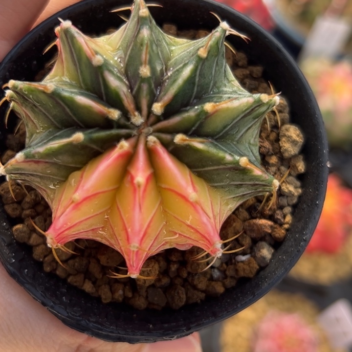 泰国米哈仙人球06