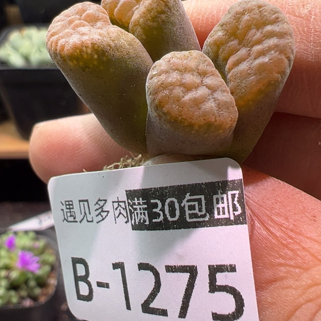 多肉植物11111111111