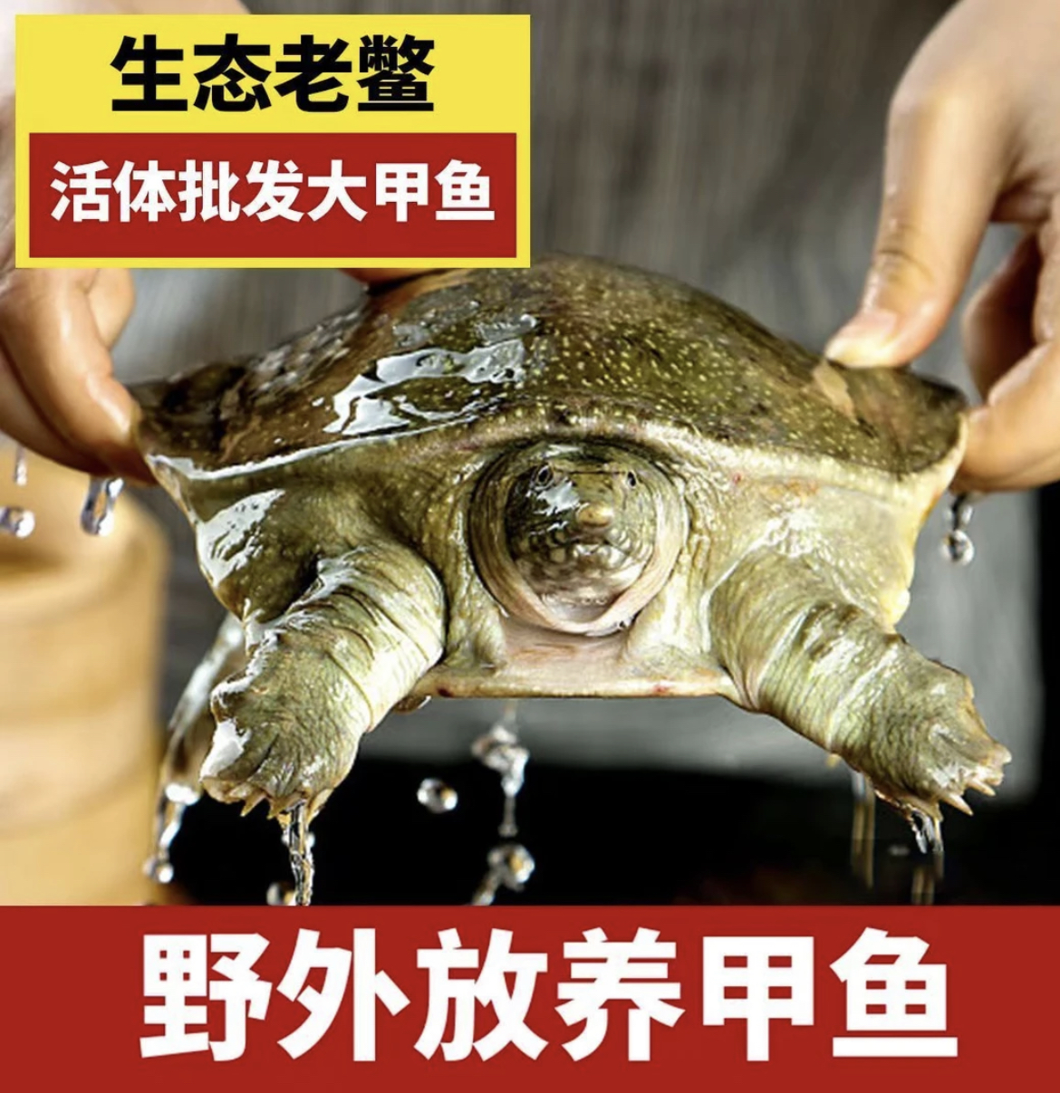 【复合】外塘甲鱼【2只装】到手4-4.5斤 青黄背 水鱼京东包邮 