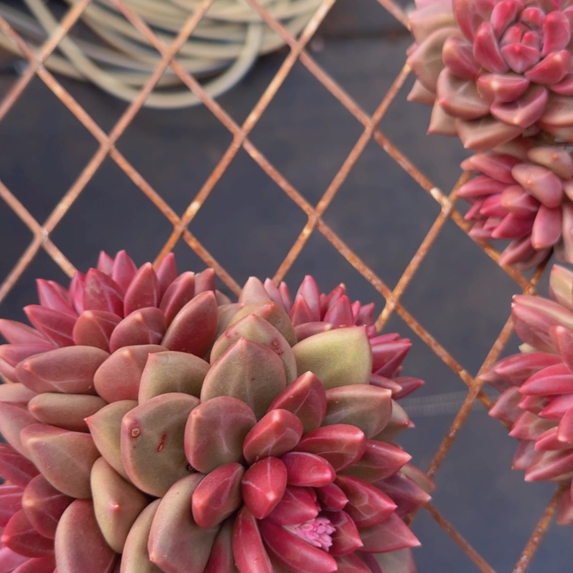 【闪购商品】四头迷雾泡泡39.9