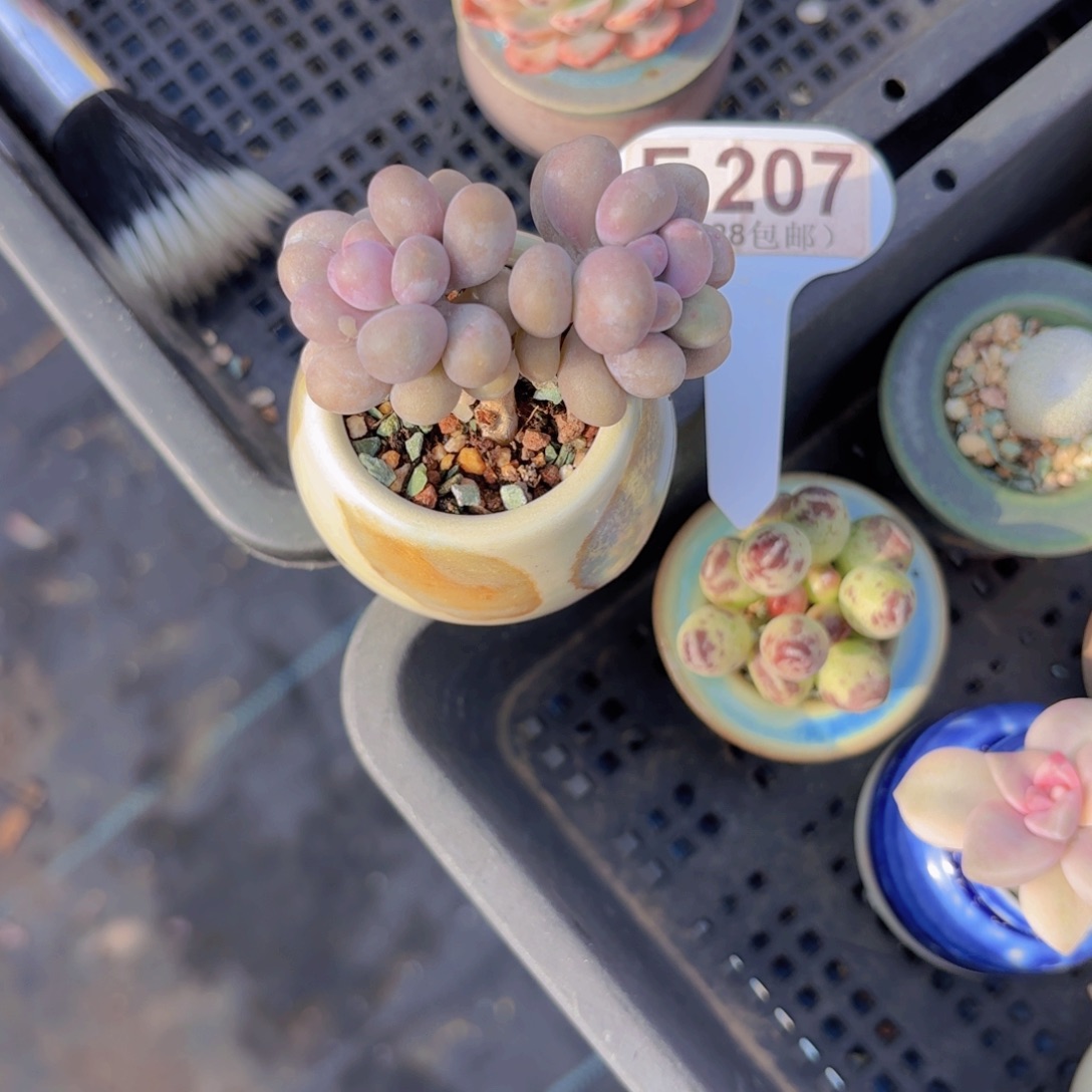 E207月光石奶酪一物一拍