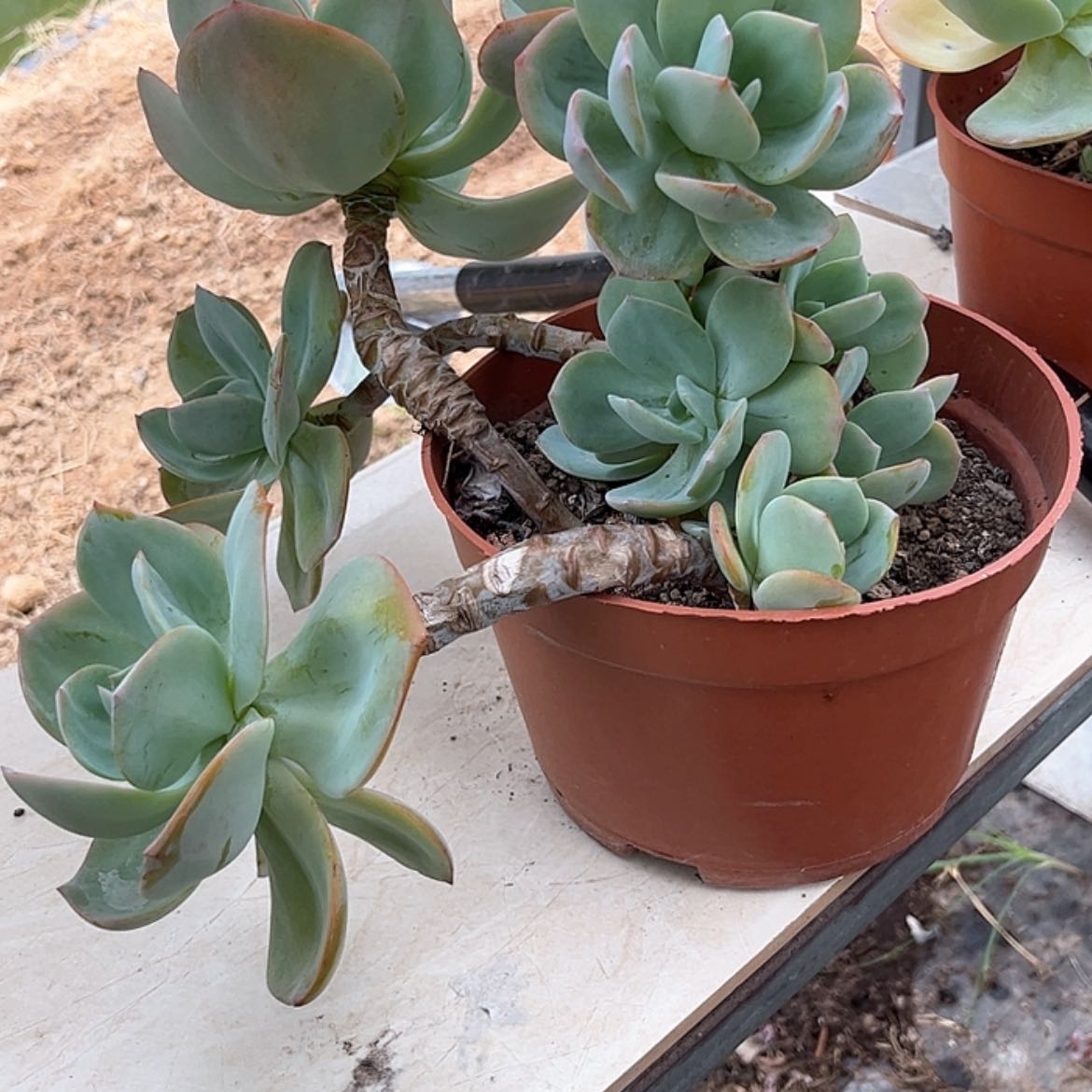 【闪购商品】无花朵宋***田