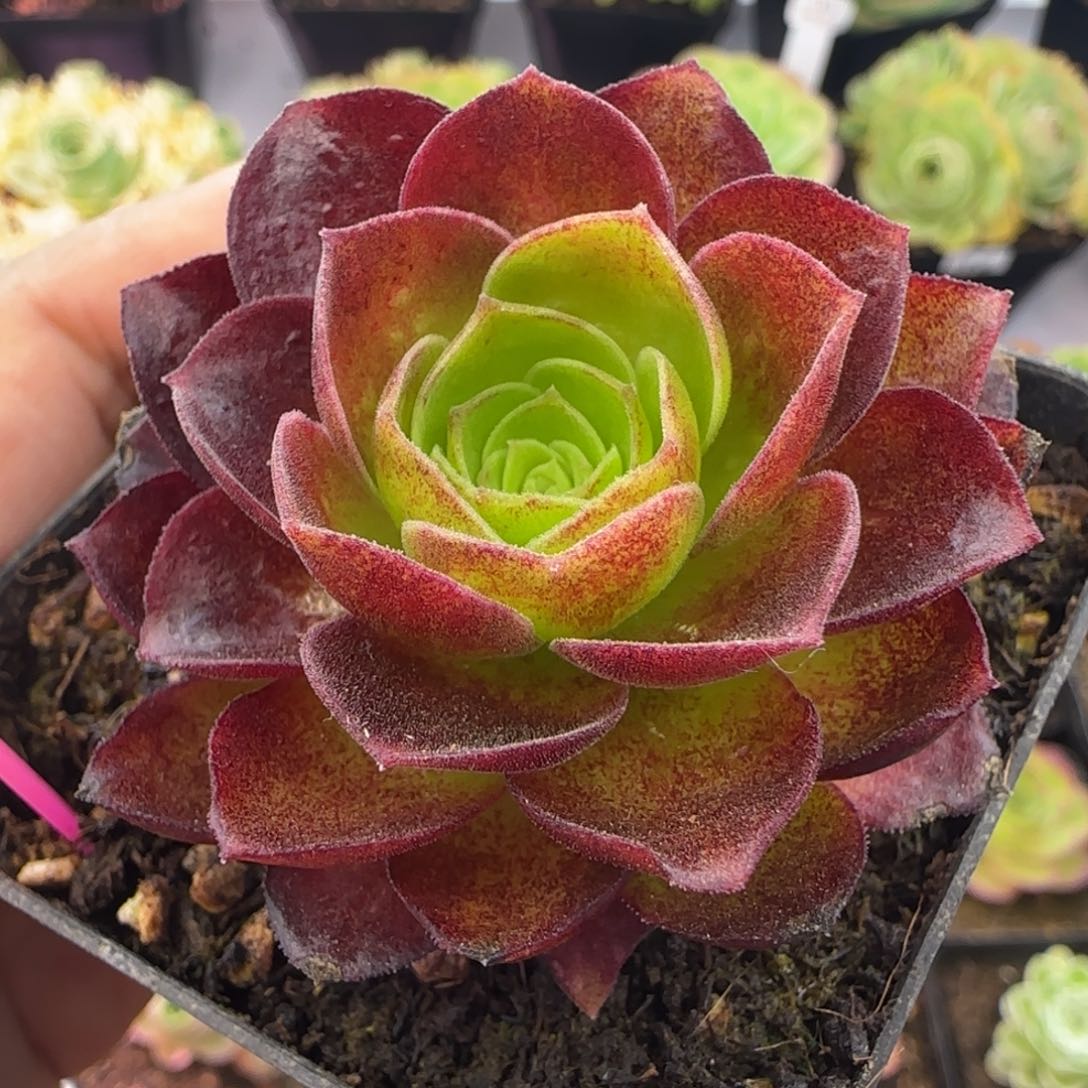 L90半城玫瑰枚法