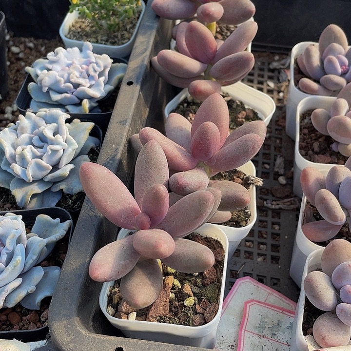 糖果美人带盆土发