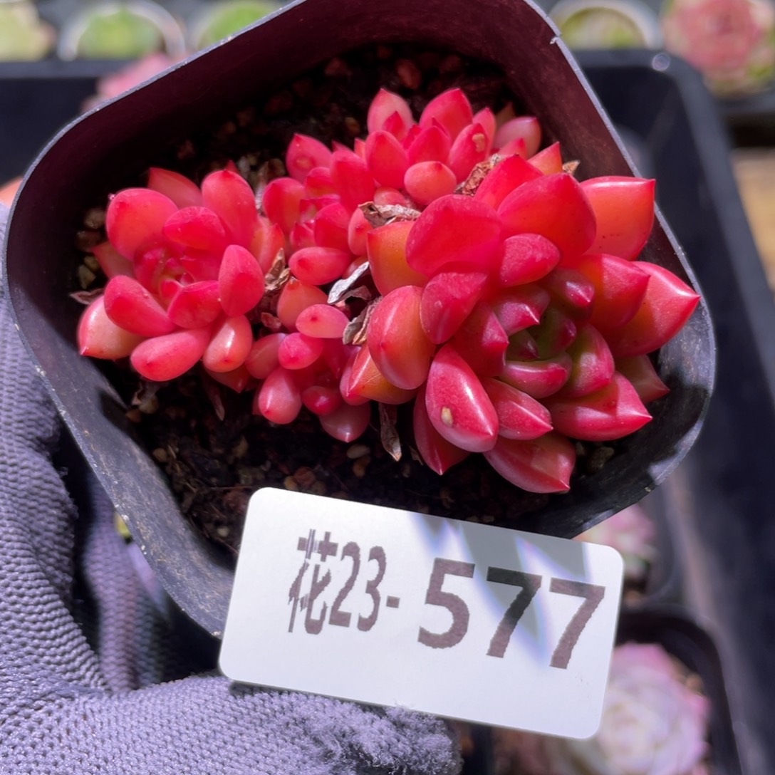 花利美23-577红酒
