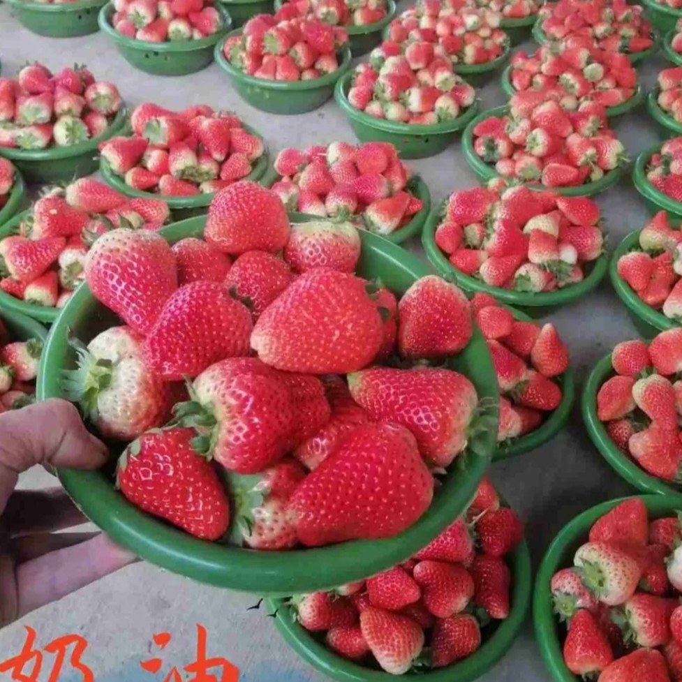 阳台四季草莓盆栽