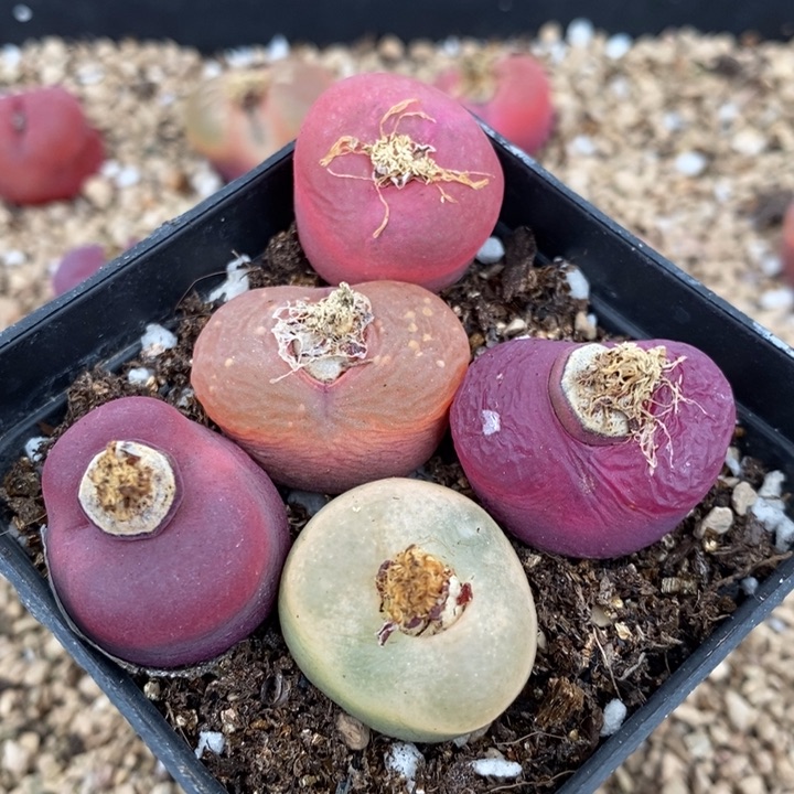 118有伤一组一组