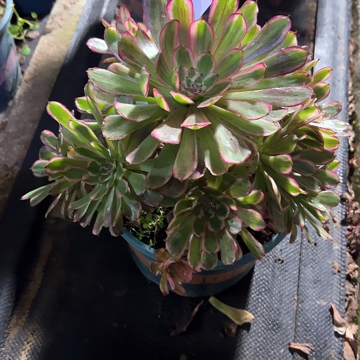0390白月光多肉植物