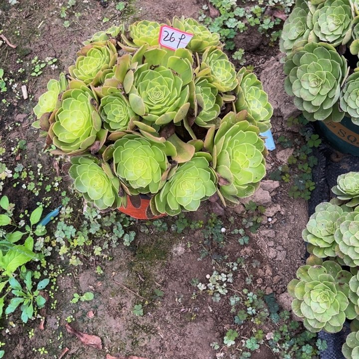 269雨荷多肉植物法师