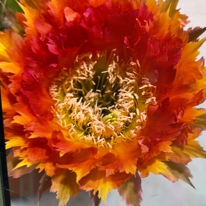 彩草橙红羽毛侧芽4公分左右