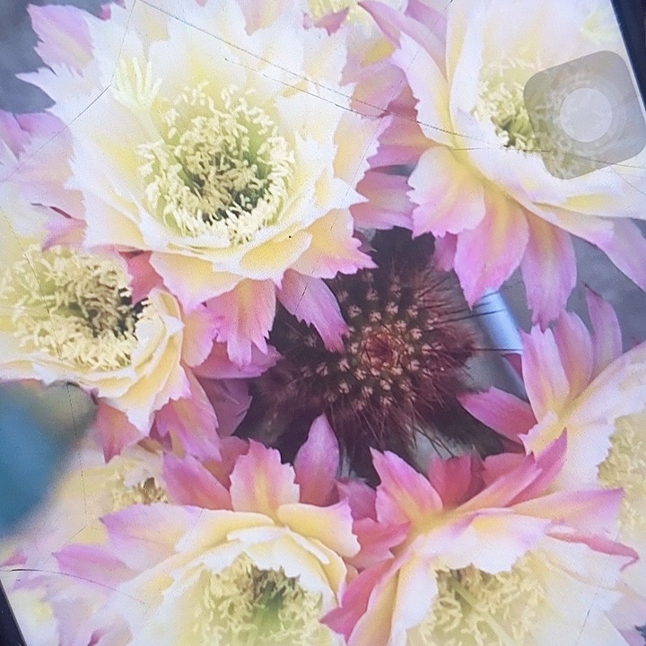 ts126带根8厘米高毛花柱