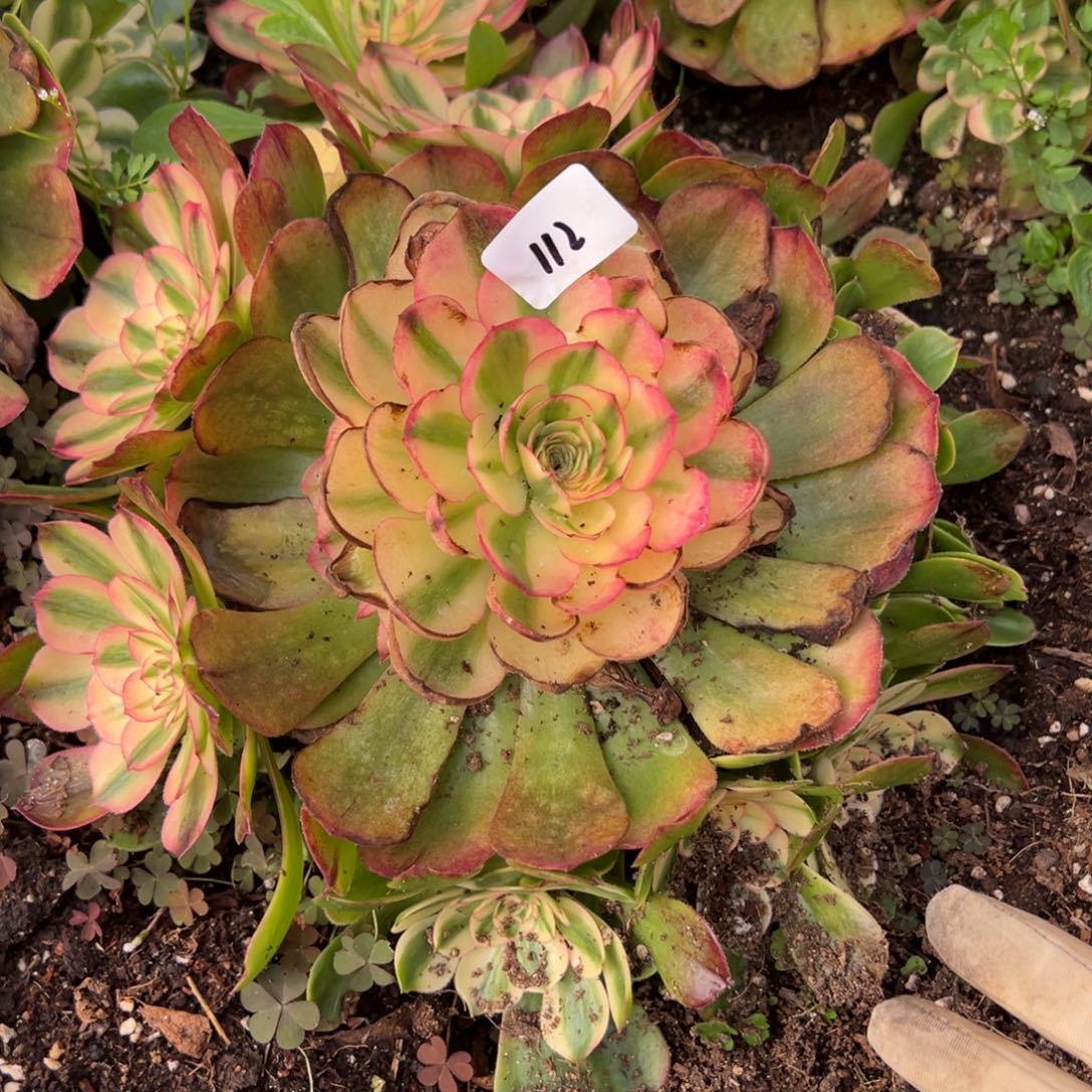 112蔷薇多肉有啥意义