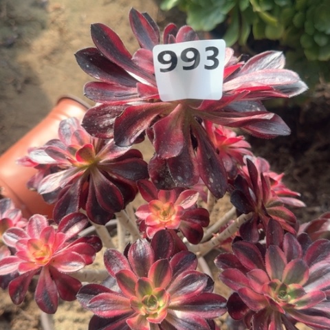 法师火麒麟18-21