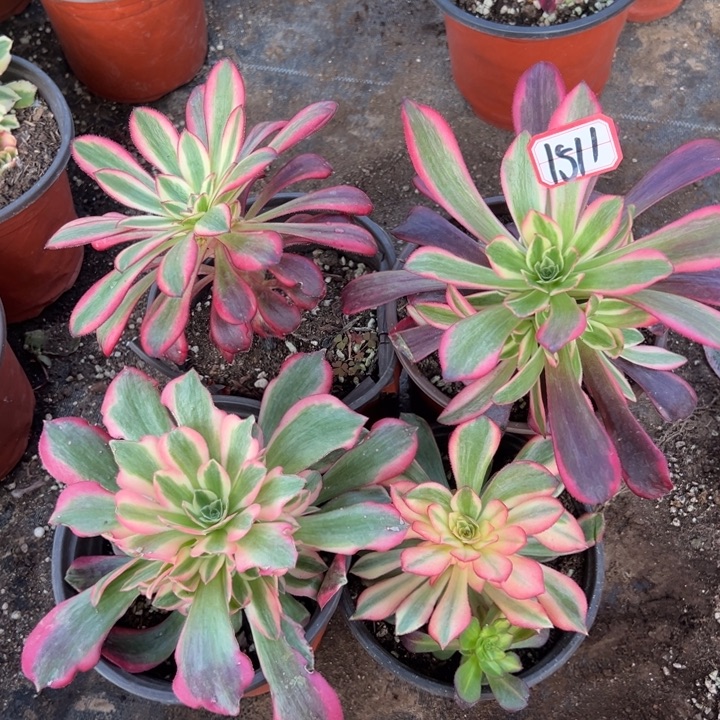 多肉植物1511不售后