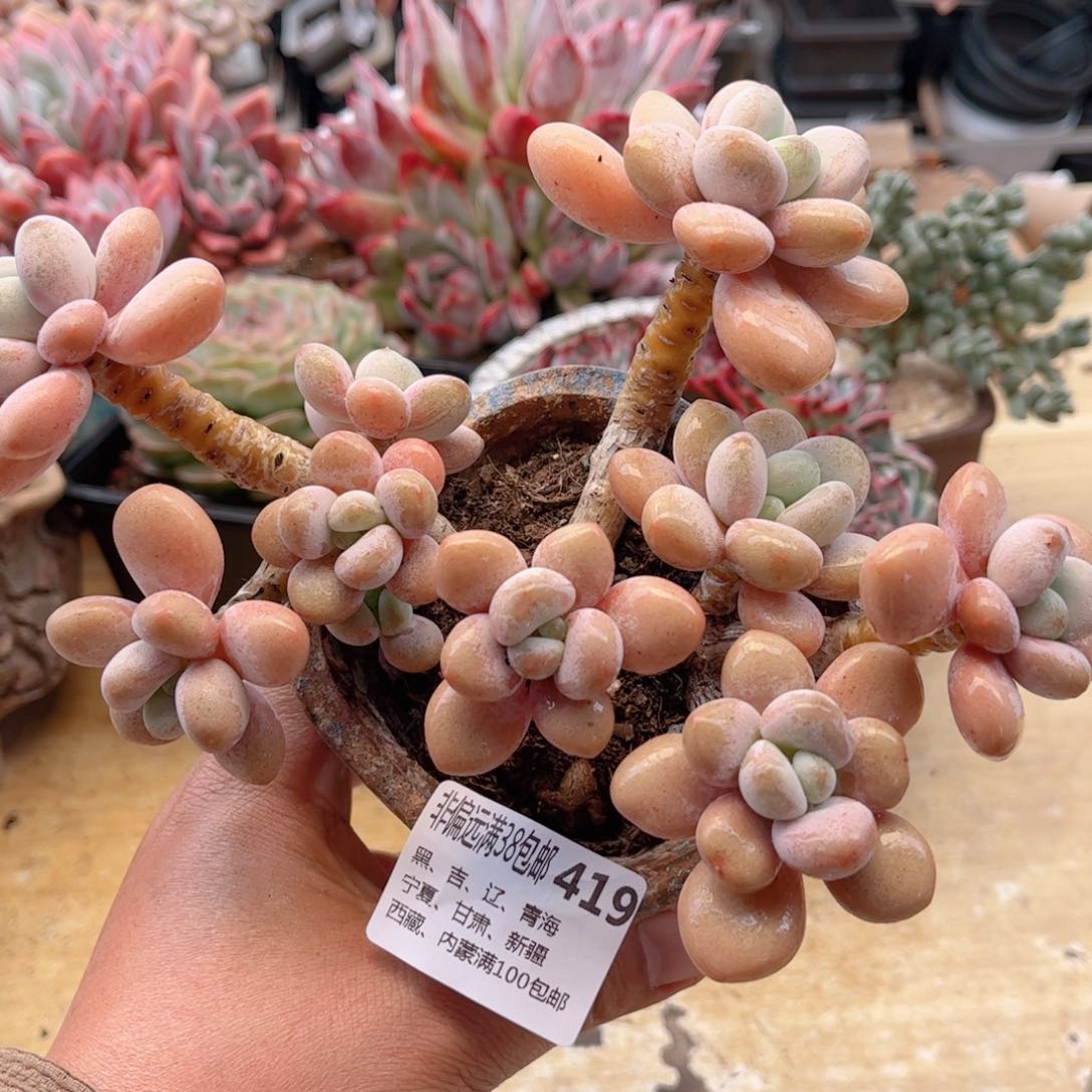 419香水洛神德华多肉