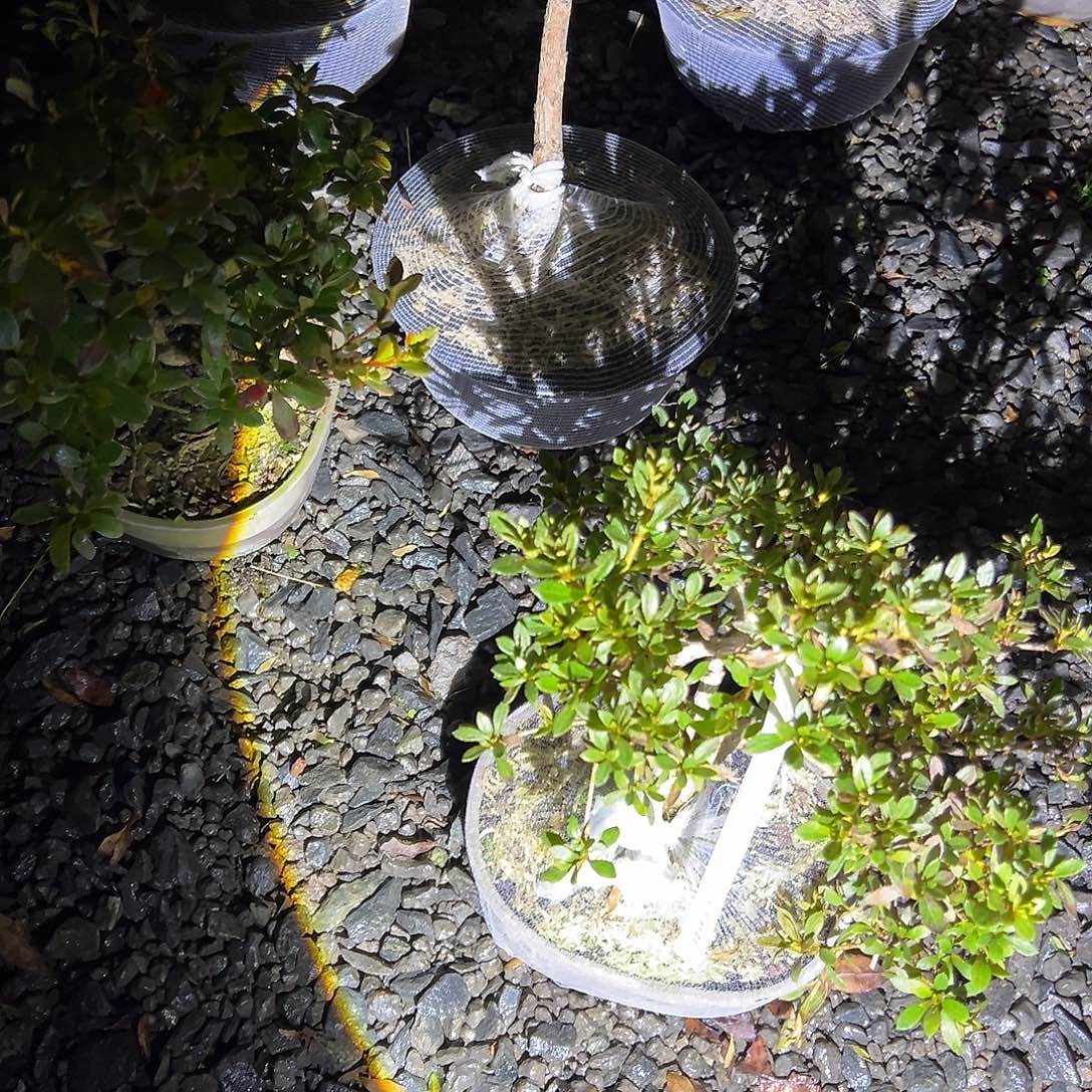海***^无花朵盆景皋月杜鹃8268