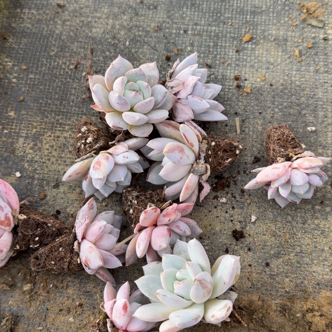 12-16卡罗拉杂交十棵量拍发货