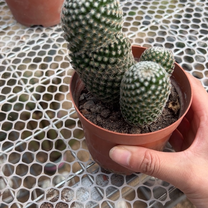 源***子吉祥如意等名家名作和