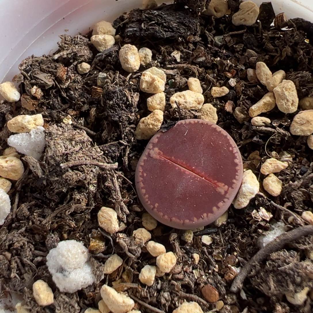 多肉植物122号Ko