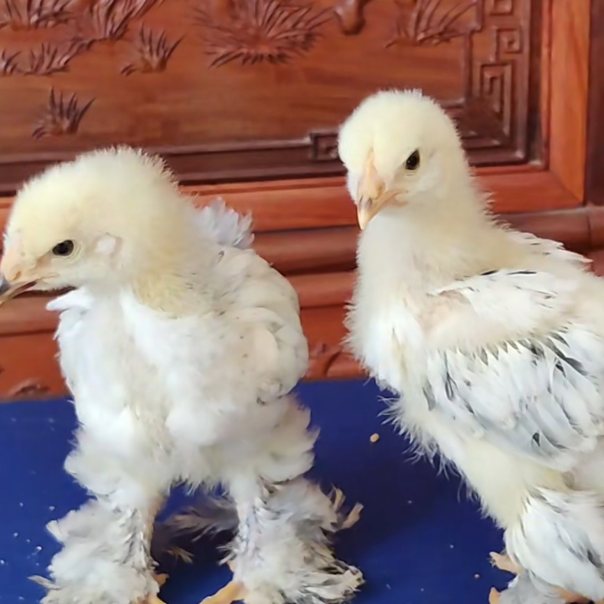 （宠物活禽）婆罗门鸡一代宠物鸡观赏鸡顺丰包邮半斤发货