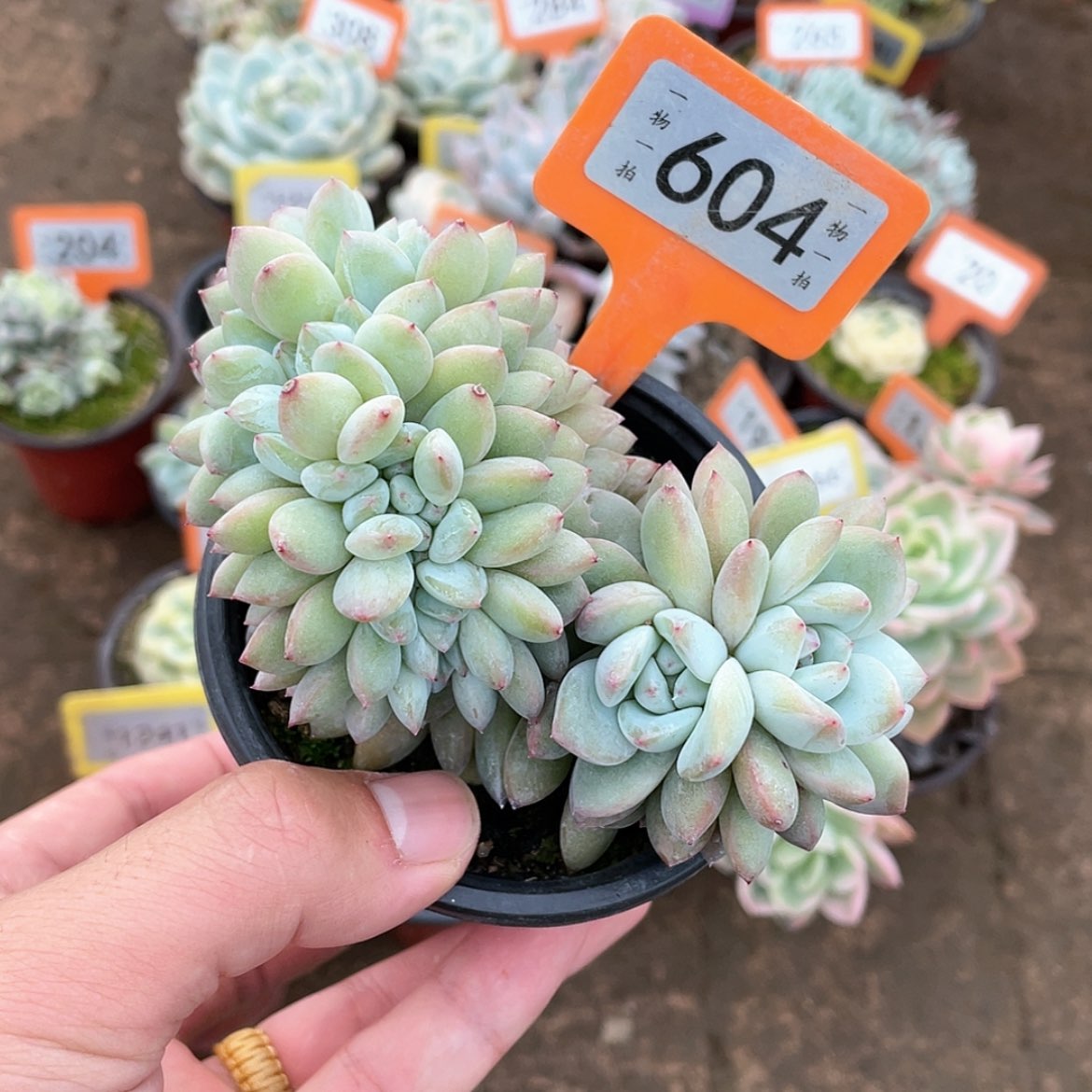 【闪购商品】604号