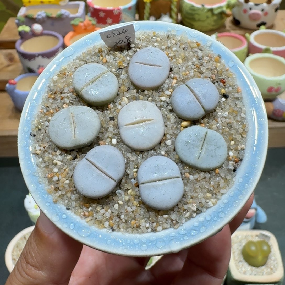 蘑菇1116c244白曲多肉植物