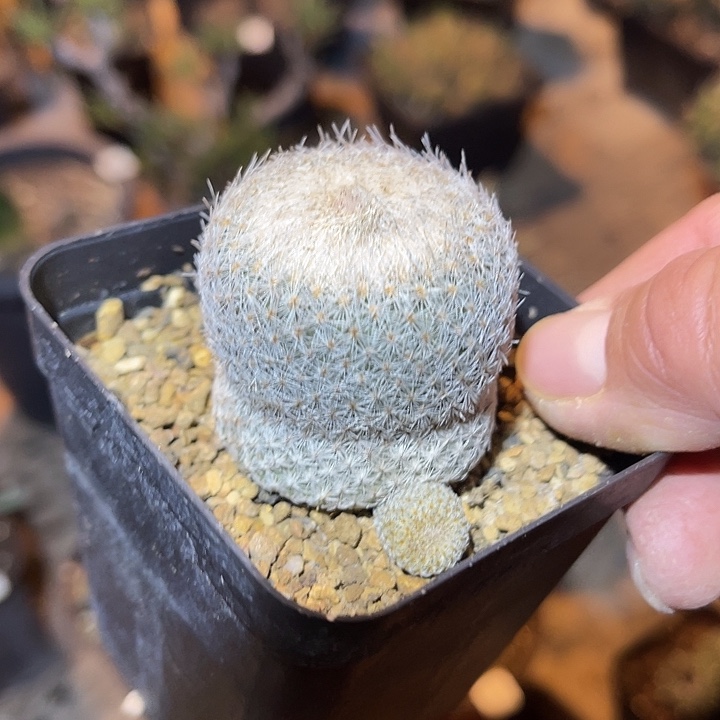 满38包邮2天凑单，脱土晾根发货多肉植物实生的月世界