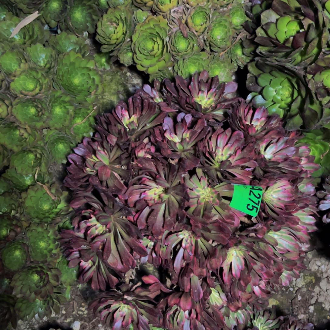 雪姬法师朵朵5-39