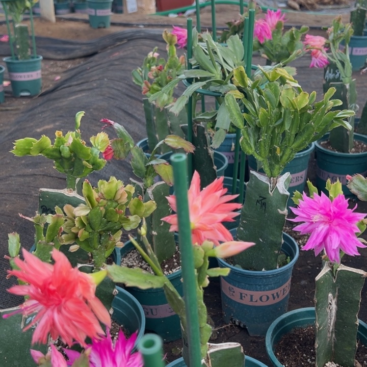 蜗****37号白色花朵0000000