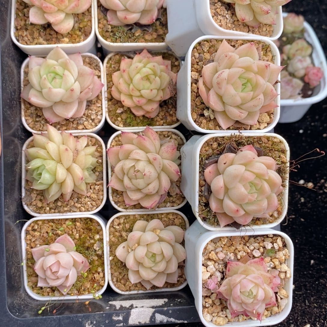 2-274 新疆西藏内蒙不发其他一单包邮两到三公分多肉