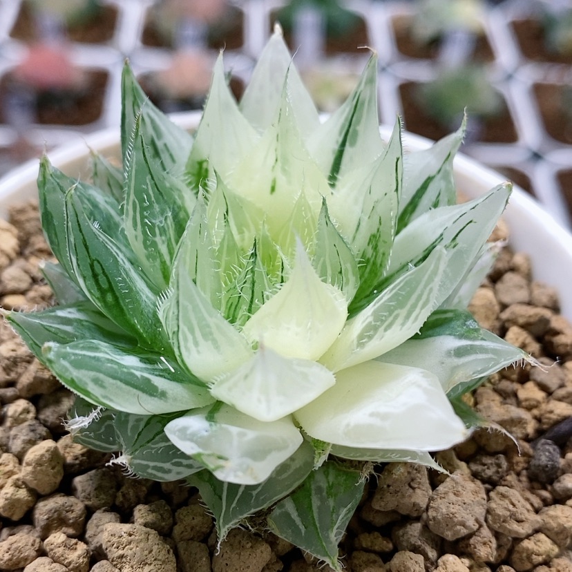 【闪购商品】81原始