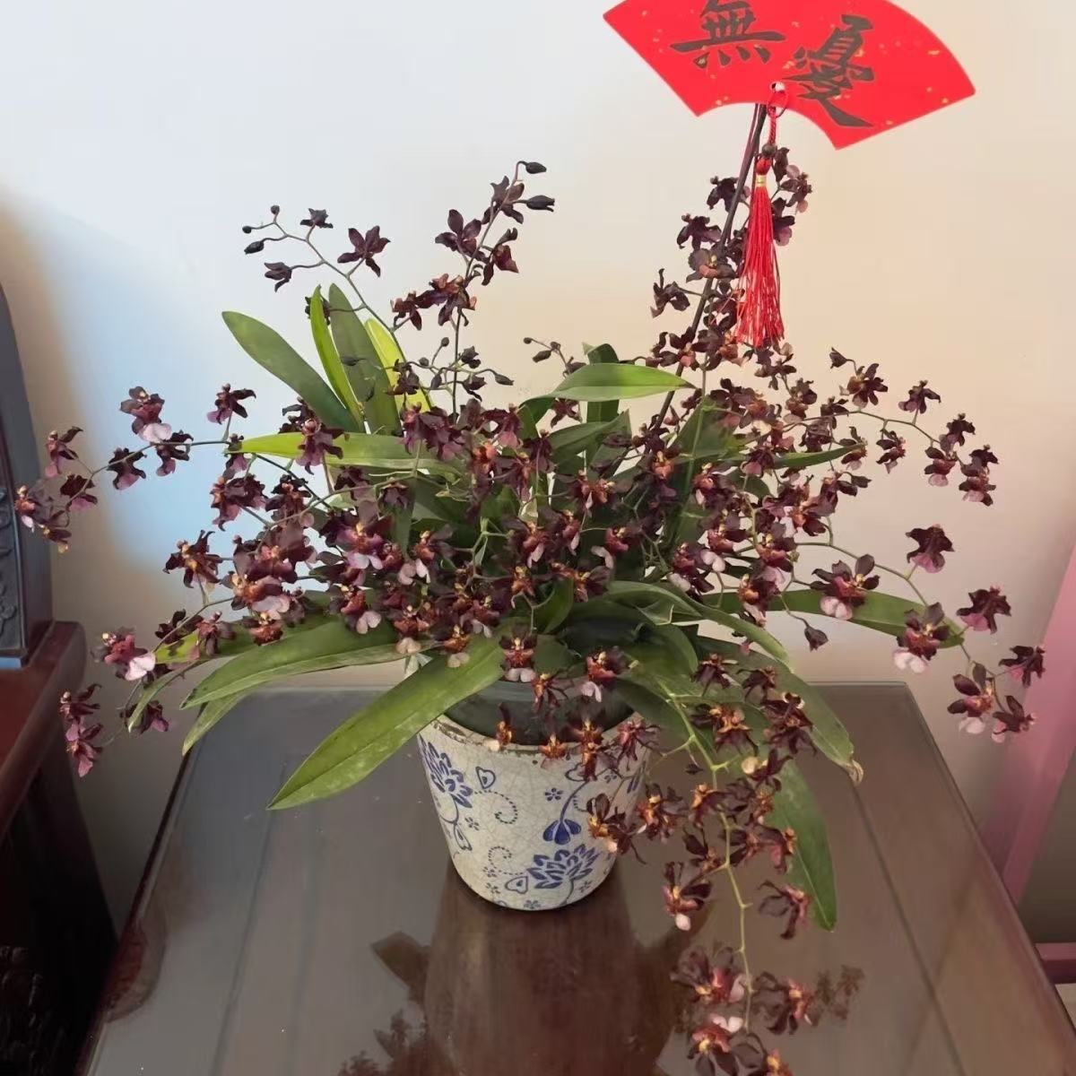 泰国花卉泰国香水[巧克力]文心兰浓香型带花苞发货高端室内花卉