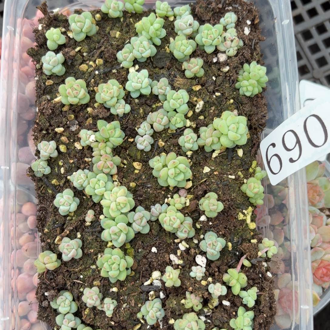 多肉植物多肉植物690