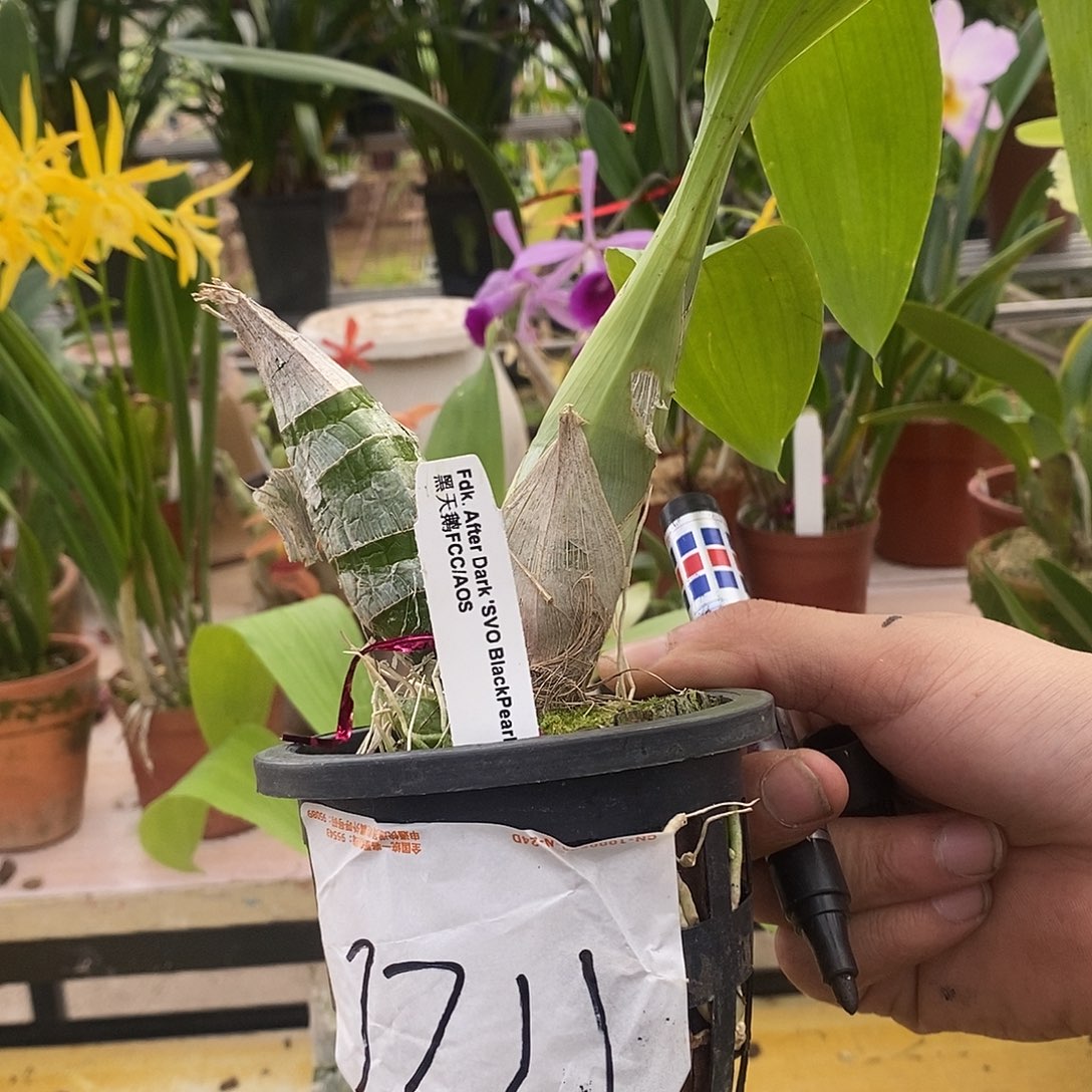 当前无花栽培后可以开花u****2黑天鹅