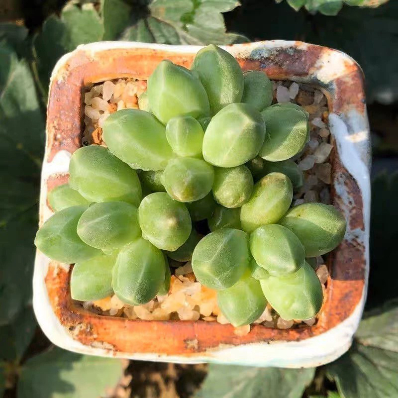 千代田之松多肉植物易爆盆群生萌肉办公室创意绿植花卉盆栽