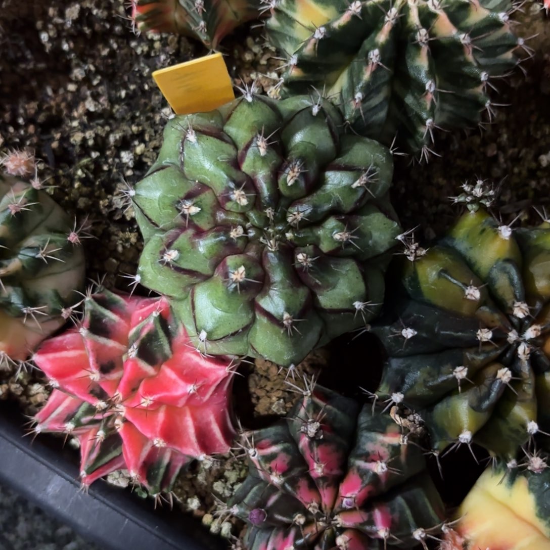 L920-1209泰国发货 花环