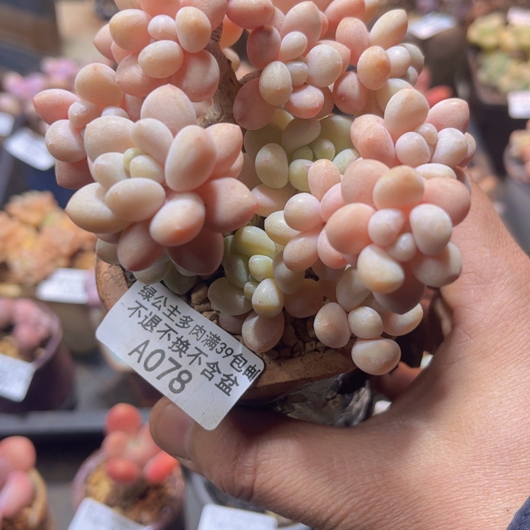 078鱼子酱10c m多肉