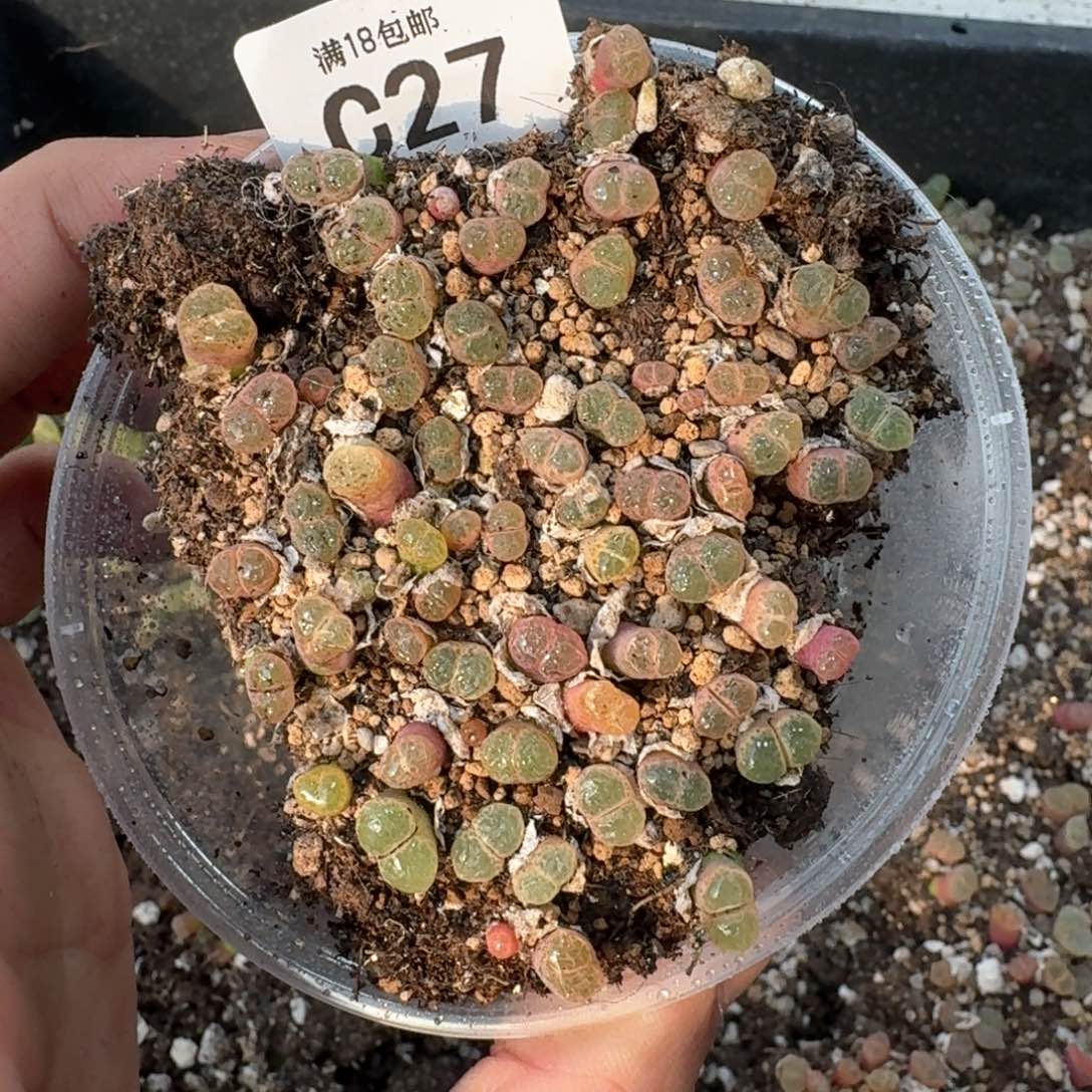 C27。1453.9。粉樱风铃