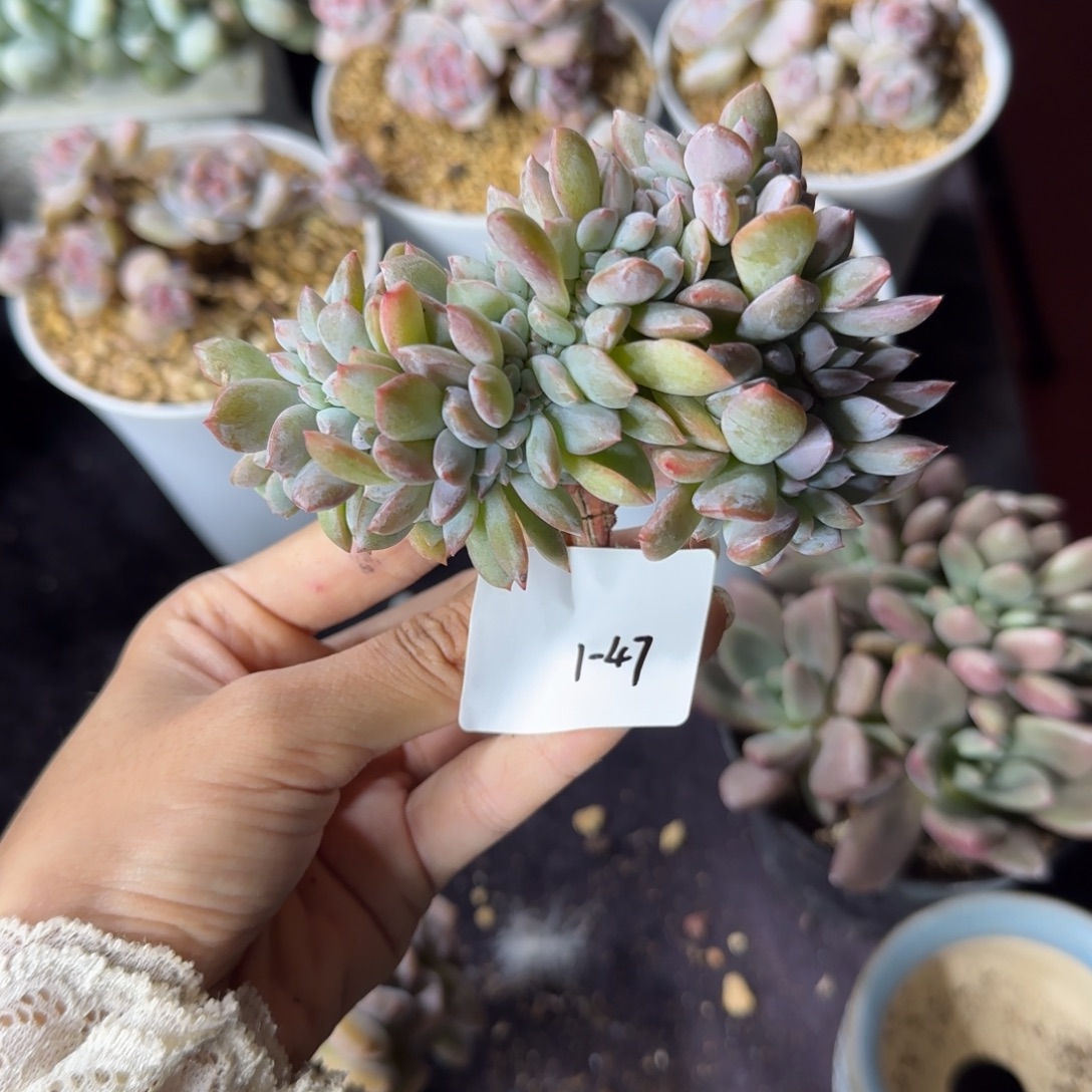 星影缀化一物一拍1-47