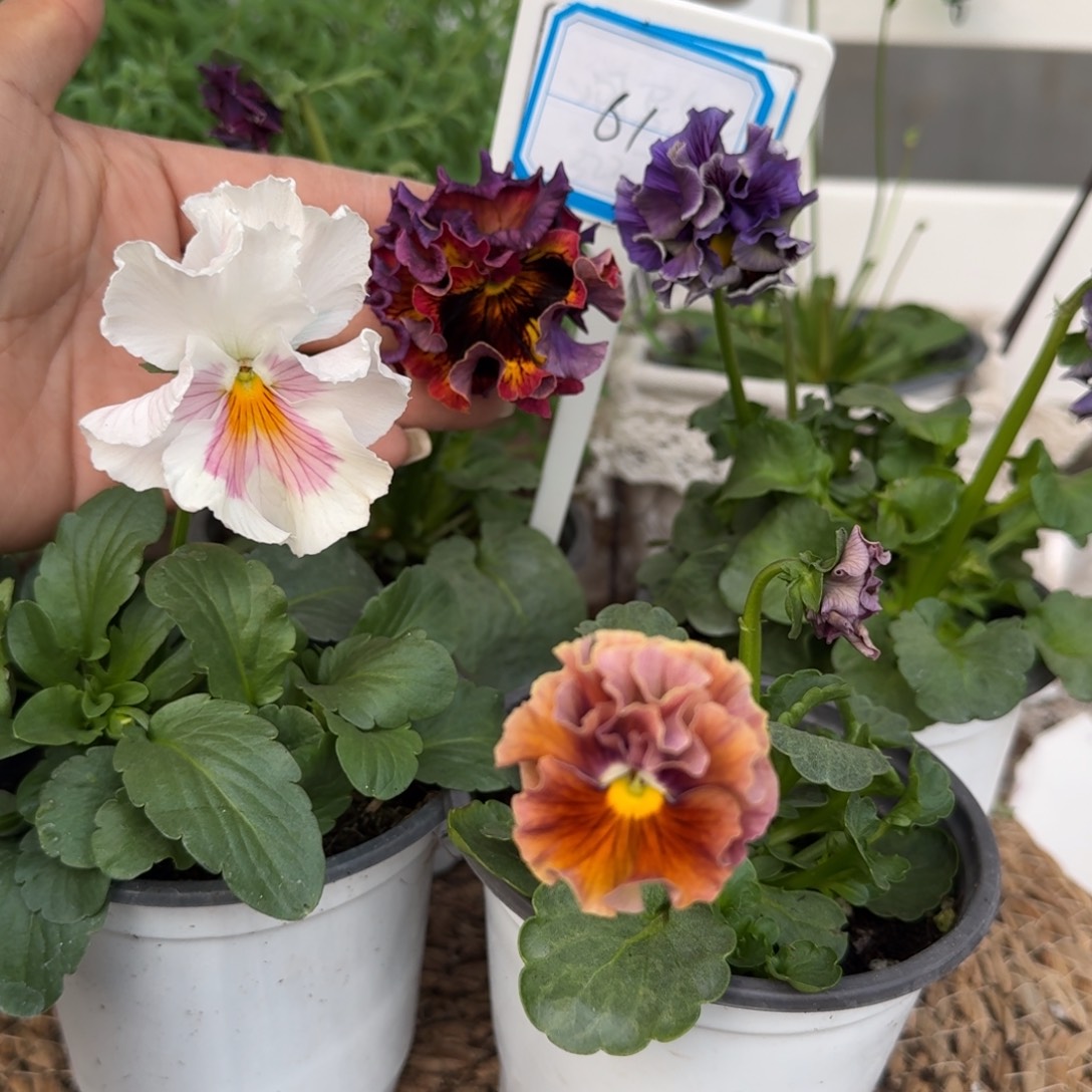 无花朵1228直播间角堇组合61号