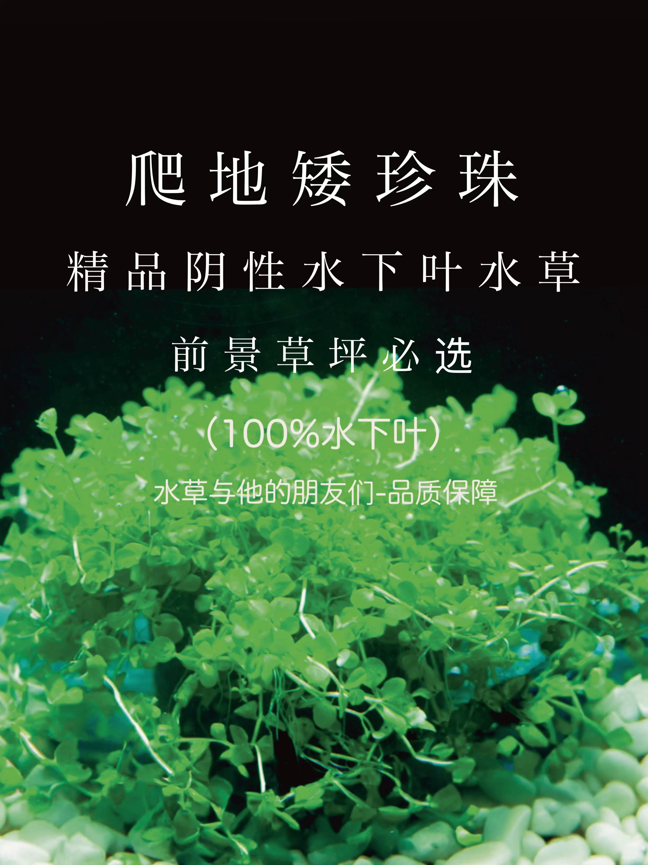 爬地矮珍珠  3份   福利款