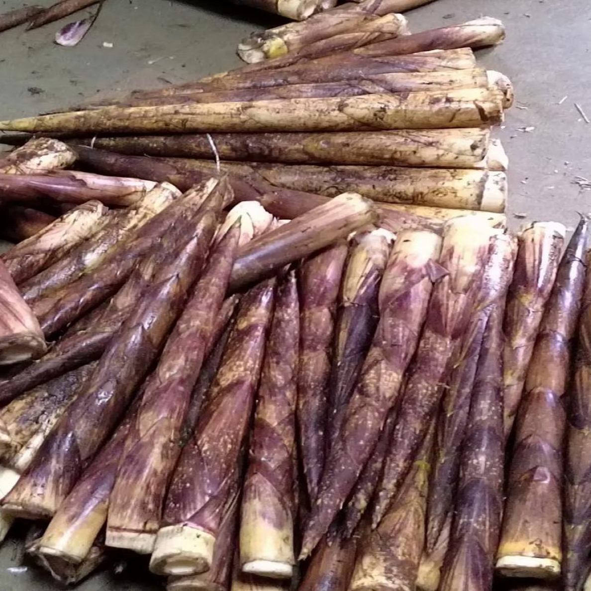 云南昭通小草坝方竹笋带壳发货 特产 煲汤 脆嫩 炒肉 顺丰包邮